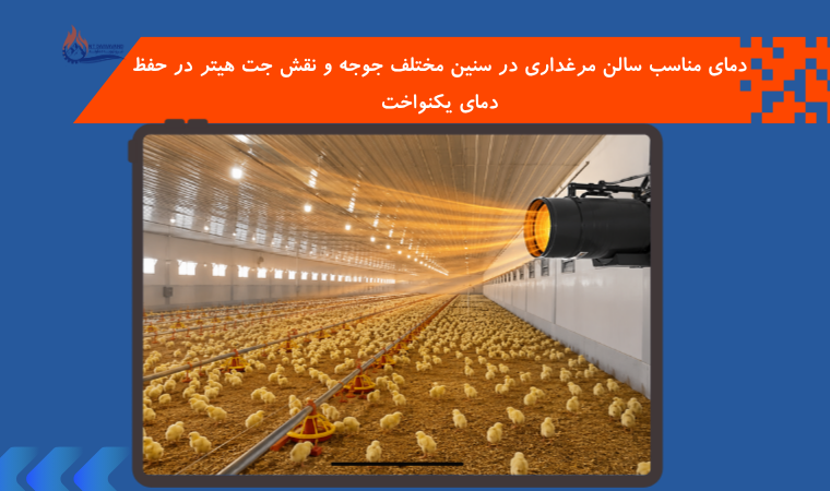 دمای مناسب سالن مرغداری در سنین مختلف جوجه و نقش جت هیتر در حفظ دمای یکنواخت